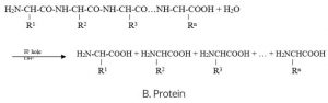 peptit va protein 3