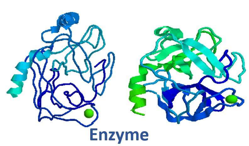 enzyme la gi
