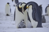 Chim Cánh Cụt là số mấy ? Mơ thấy chim cánh cụt có điềm gì ? Lành hay dữ ?