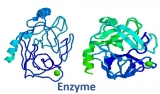 Enzyme là gì? Tác dụng của enzyme là gì? Tính chất của enzyme