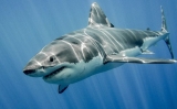 Mơ thấy cá mập là số mấy? Là điềm báo gì? Tốt hay xấu?