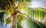 Nằm mơ thấy cây dừa có điểm báo gì ? Đánh con gì cho tốt ?