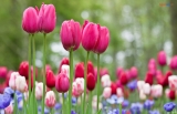 Nằm mơ thấy hoa tulip có điềm báo gì ? Đánh con gì ? Là tốt hay là xấu ?