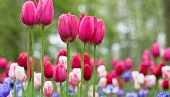 Nằm mơ thấy hoa tulip có điềm báo gì ? Đánh con gì ? Là tốt hay là xấu ?