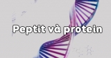 Peptit và Protein – Khái niệm, cấu tạo phân tử, tính chất